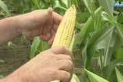 【米中貿易摩擦】トランプ大統領「中国が約束したことを実行しない。トウモロコシが余っている」…米国産のトウモロコシ 日本が買います