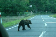 北海道民って歩いてコンビニ行く時も『ヒグマに襲われるかも…』って警戒してるん？