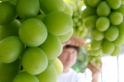 【朝鮮日報】固くて甘くない韓国産の高級ぶどう「シャインマスカット」評判急落 崩れた高級フルーツのイメージ回復は難しい