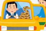 【沖縄】タクシー内で足にぬるっとした違和感「ヘビが親指なめている」…コーンスネーク捕獲、性格は温厚　処分へ
