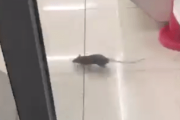 【動画】渋谷のコンビニ、ネズミの住処になるｗｗｗｗｗｗ