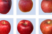 外国人「日本のりんごの品種を当てる画像認識クイズが難しい…」