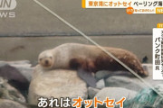 東京湾にオットセイ