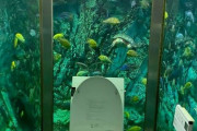 【画像】水族館トイレがこちら