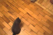 【ねこ動画】おもちゃvsねこ、散歩タイム【再】