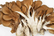 マイタケ／こんなに美味いなんて／食わず嫌い