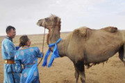 元の飼い主が忘れられず砂漠を100キロ歩いて戻ったラクダ（中国内モンゴル自治区）