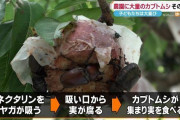 【新潟・佐渡市】カブトムシ大量発生で農園の果物に大打撃 　農園の人「こんなにひどいのは初めて」　子ども「カブトムシいっぱい楽しい」★2