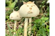 「予想以上に猫だった」　猫そっくりのキノコ、正体は毒キノコ？　ネット「これが自然界の擬態か」