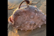 「まるで悪夢のようだった」米西海岸で怪物のような見た目の深海魚が打ち上げられる 12/12