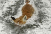 【動画あり】ロシア、凍るｗｗｗｗｗｗｗ