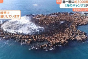 【画像】無人島、やわらかそうなやつに支配されるｗｗｗｗ