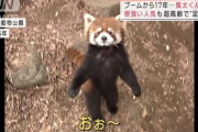 【画像】レッサーパンダの風太くん、立てなくなって目も見えなくなる…