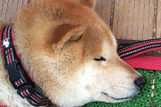 【柴犬画像】掘りまくってご満悦、シャンプーしてもらったけどご機嫌、柴のビビりモード ほか