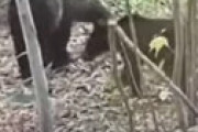 ハンターがクマに襲われ死亡　遺体に深い傷、近くで猟銃が見つかる ＝ 夕張市