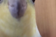 インコ飼ってるやつちょっと来てくれwｗｗｗｗｗｗｗｗｗｗ