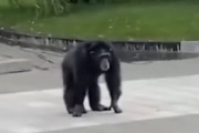 ウクライナの動物園から脱走したチンパンジーさん、まさかの秘策で連れ戻されるｗｗｗｗ