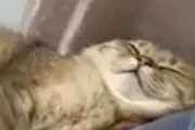 寝ているネコを同居猫が毛づくろいしていた。仲良しだなぁ → こうなる…