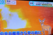 北海道で鹿とぶつかった車が炎上する事故多発wwwwww