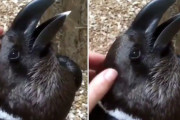 これってカラス？それともウサギ？見方によってはウサギにもカラスにも見える動画が面白論争を巻き起こす
