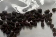 【注意】中国が送りつけている「謎の種子」がついに日本の家庭にも届き始める！絶対に植えるなよおおおお！