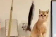 子ネコが棚の上にいた。猫じゃらしを振ってみる → 「子猫釣り」はこんな感じ…