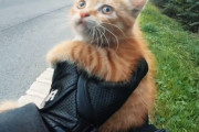 これはGJ！道路のど真ん中にうずくまっていた子猫を救ったライダーの映像。