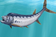 全長６メートル超、7000万年前の巨大魚の化石を発見！