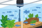 さかなクン「魚を複数水槽に入れると1匹をいじめ始める、その1匹を取り除くと違う1匹をいじめる」