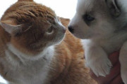 【ねこ画像】すっくと二本足で立ち上がる猫さん…猫背じゃなくなってますねwww