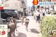 【画像】鹿さん、奈良市街に蹂躙するｗｗｗｗｗｗｗ