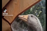 【動画】外人さん、初めてのキャンプでアヒルの襲撃にあってしまう