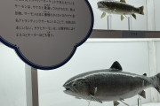【🐟】ニジマス、キングサーモンの卵を何度も産むように改造されてしまう
