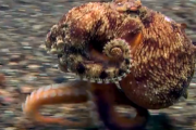 【動画】タコさん、海底をガチで二足歩行してしまう?