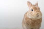 ウサギ飼いたいんだが飼うべき？