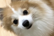 犬「バフっ」