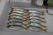 【釣り】アジ釣ってきた?