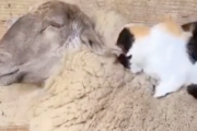 海外「今まで見た中で一番癒される動画だ」羊の上で気持ちよさそうな猫の動画が話題に（海外の反応）
