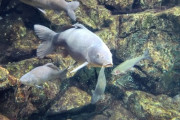 【悲報】中国の謎魚、ついに歩き出す【動画ｱﾘ】