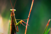 カマキリとかいう日本最強最古の昆虫ｗｗｗｗｗｗｗｗｗｗ