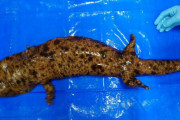 滋賀県さん、兵庫県からオオサンショウウオをパクって川に放流してしまうｗｗｗｗ