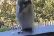 【動画】彡(^)(^)「鳥や！餌あげたろ！」