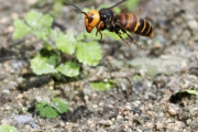 【動画】カマキリさん、スズメバチと戦う