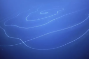 【大発見】深海で地球上最大の生物が発見される！！！
