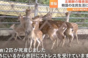 北朝鮮が軍事境界線近くで騒音放送け…韓国側の住民苦悩「鹿2匹が死産しました」！