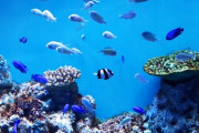 【彼女が幼稚で疲れた】水族館で魚と触れ合えるコーナーがあって、そこで遊んでいたら魚がちょっと暴れて…