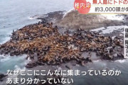 【爆報】トド、3000頭集結wwww