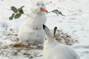 予期せぬ訪問者がスノーマンの鼻を全部食べっちゃった！（カナダ）