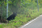 【青森】クマがサーモン襲う？　むつの養魚場で被害