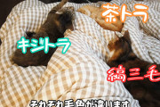 血を猫にすると平和になる件www